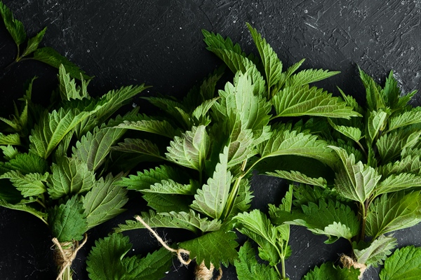 fresh green nettles healthy herbs on a black stone background top view - Щи зелёные из молодой крапивы