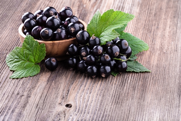fresh ripe black currant berries in wooden bowl with original leaves on rustic old background - Аннин квас