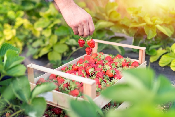 harvesting delicious organic strawberries fruit - Новгородский ягодный квас