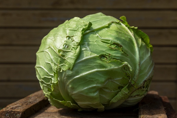 head of cabbage in the garden on a sunny day new harvest healthy food and vitamins close up - Борщ с кальмаром