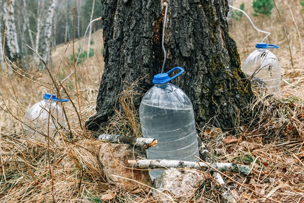 industrial collection of birch sap in the spring forest birch sap flows into a plastic bottle juice harvesting a rural tradition - Берёзовый квас