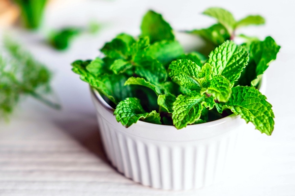 mint leaf or fresh mint herbs in a white bowl on white background - Дорожный квас