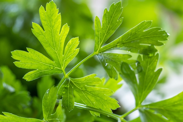 parsley green parsley close up fresh parsley macro background - Суп с рисом и капустой