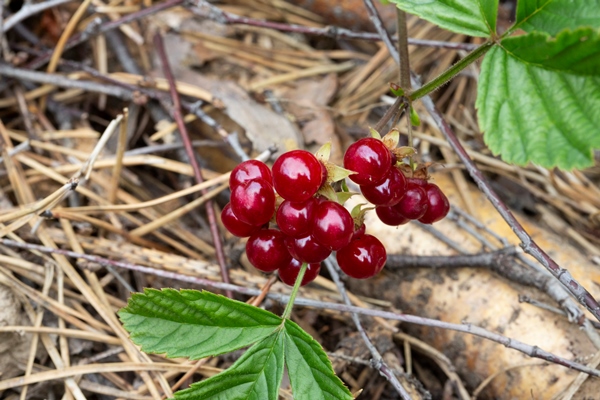 red edible berries in the forest on a bush rubus saxatilis useful berries with a delicate pomegranate taste on a branch - Квас костяничный