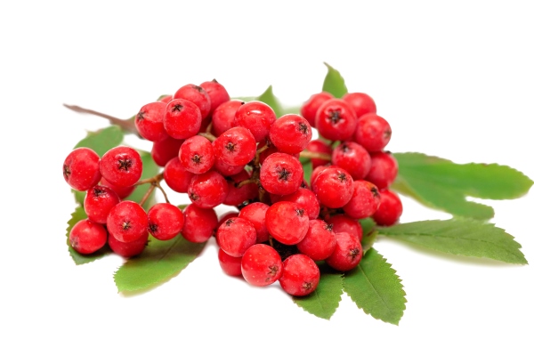 red rowan berries with leaves isolated on white background - Квас рябиновый шипучий