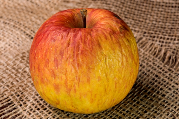 spoiled shriveled rotten apple - Полезные советы по приготовлению квасов