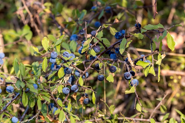 the wild blackthorn prunus spinosa with fruits growing in the highlands - Квас из диких груш