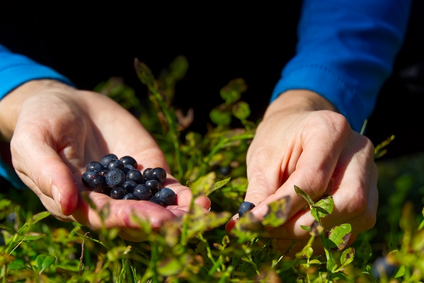 woman collects organic blueberries in the forest female hands collect blueberries in the summer forest women s hands stained with blueberries - Черника с яблоками в яблочном соку