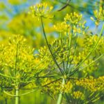 yellow inflorescences of a dill in a farm - Солёные волнушки (холодный способ)