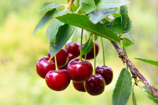 cherry tree in the sunny garden - "Изумрудное" варенье из крыжовника