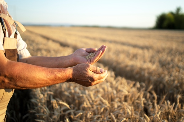 farmers hands and wheat crops in the field - Как научить ребенка готовить?