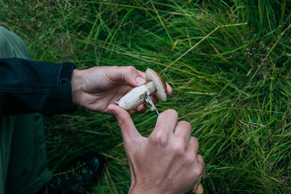 man clean fresh wild picked mushrooms - Грибы в сметане