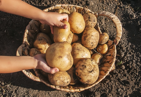 organic homemade vegetables harvest potatoes selective focus - Картофель очищенный отварной