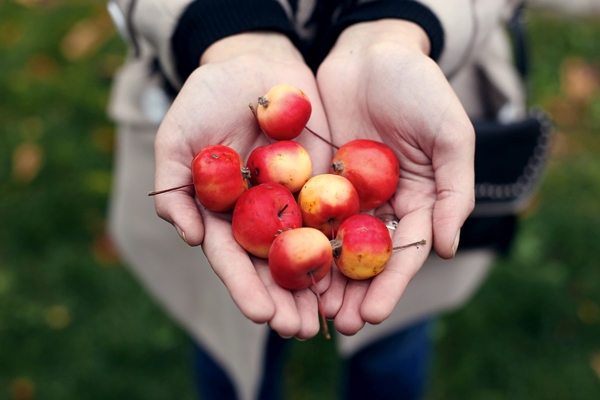 wild mini apples in the hands of a girl - Варенье из ранеток с крахмалом