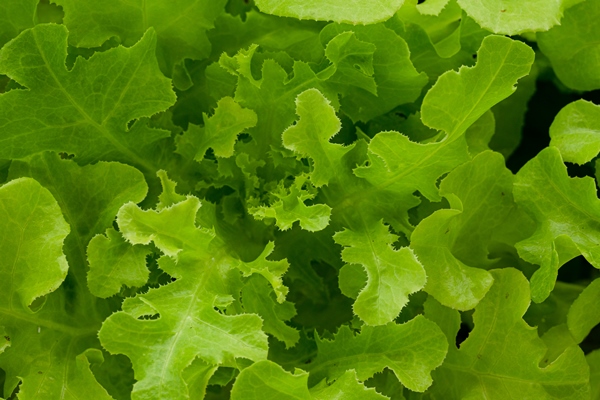 detail of leaf of green salad macro photography of fresh green vegetableperfect saladyoung cabbag - Постный салат с грейпфрутом и тофу