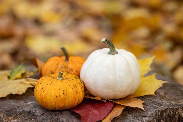 small pumpkins on a stump in the autumn forest - Тыква, запечённая с киноа, постный стол
