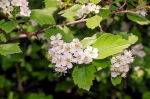 white spring hawthorn flowers on a prickly branch in bright sunlight - Чай с боярышниковым цветом