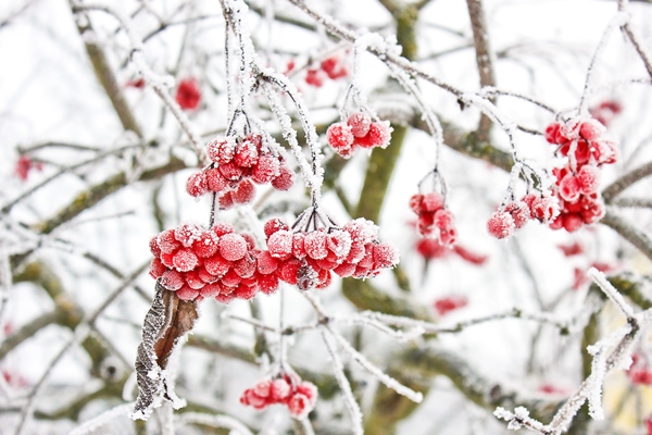 winter frozen viburnum under snow viburnum in the snow first snow autumn and snow beautiful winter - Русская кулага (солодуха)
