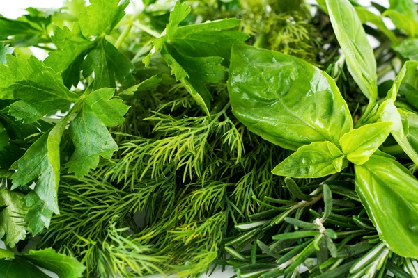 fresh bouquet of basil dill parsley basil leaves on white light background selective focus - Картофельный салат с огурцами и яйцом