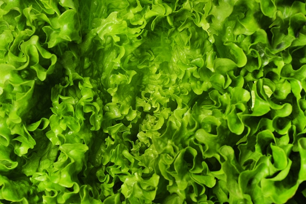 lettuce closeup texture background - Салат из трески с майонезом