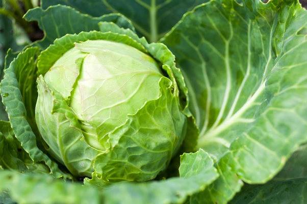 cabbage head growing on the vegetable bed - Голубцы мясные