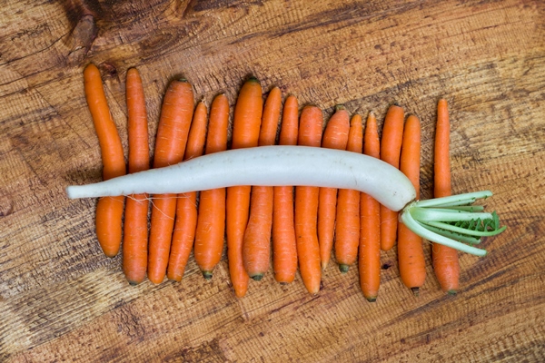 daikon radish on carrots wooden background - Монастырская кухня: овсянка с луком и изюмом, квашеная капуста
