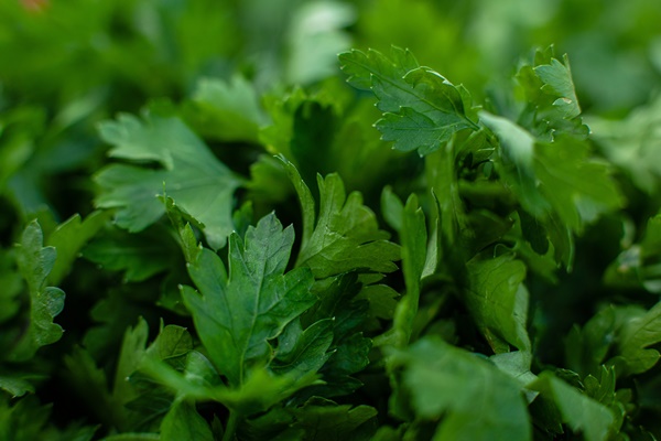 fresh green parsley grass - Монастырская кухня: оладьи из картофеля, жареные яблоки и сорбет (видео)