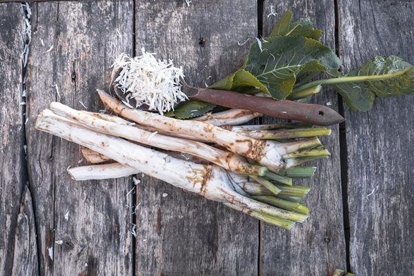 fresh dug out root horseradish with leaves on the pile 1 - Сырная паста со снытью