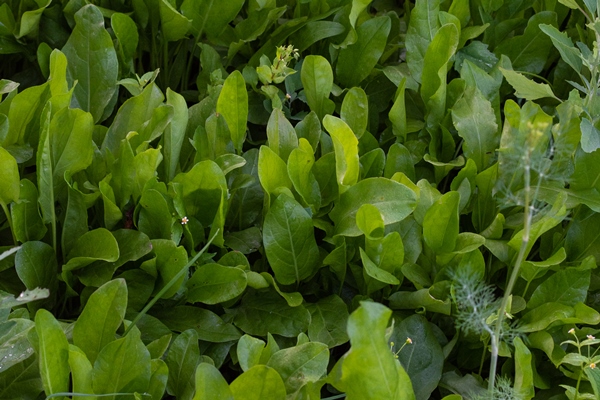 garden beds of sorrel fresh young vegetables from the garden salad dressing - Холодный суп из лебеды и щавеля