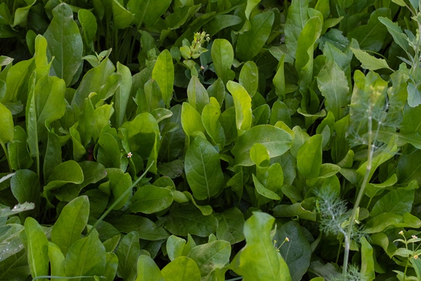 garden beds of sorrel fresh young vegetables from the garden salad dressing - Холодный суп из лебеды и щавеля