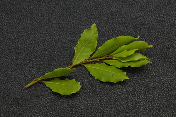 green laurel leaves on the branch - Маринованные бутоны черемши