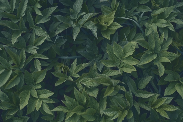 green leaves of goat grass aegopodium top view dark color - Сырная паста со снытью