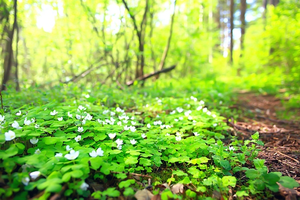 oxalis blooms in the forest landscape in the spring forest seasonal first flowers - Кислица сушёная