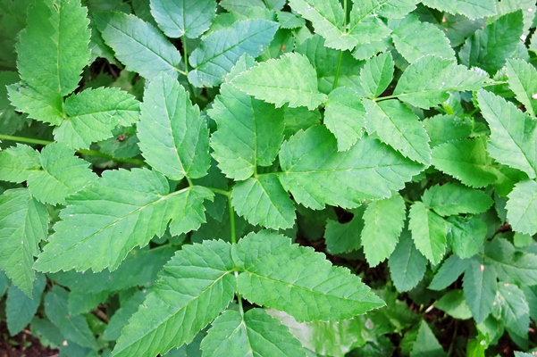 plant goutweedglagueaiseweed green background in the forest 4 - Сныть с консервированным нутом