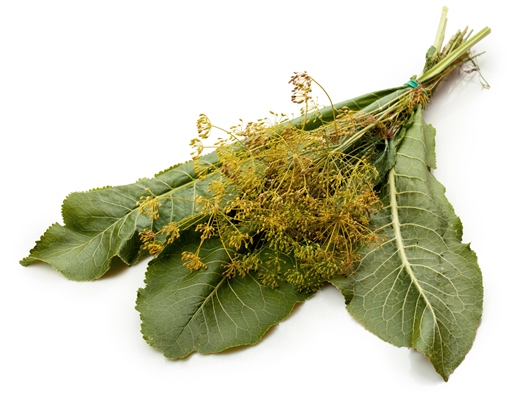 horseradish leaves and flowers of dill on white background - Солёный арбуз