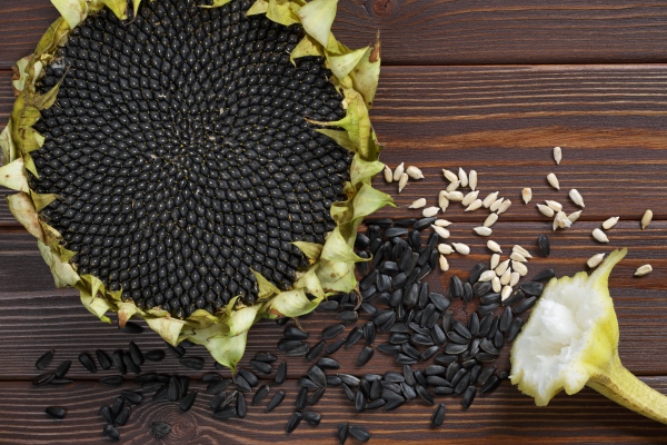 ripe sunflower and seeds on a brown wooden table top view - Молоко из семечек подсолнечника