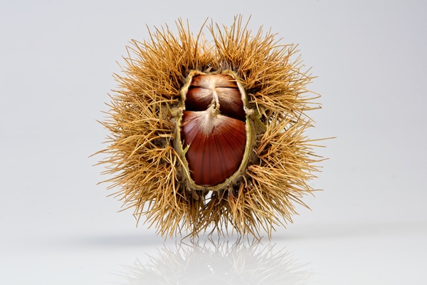 brown round fruit on white table - Жареные каштаны: польза, противопоказания, рецепт приготовления