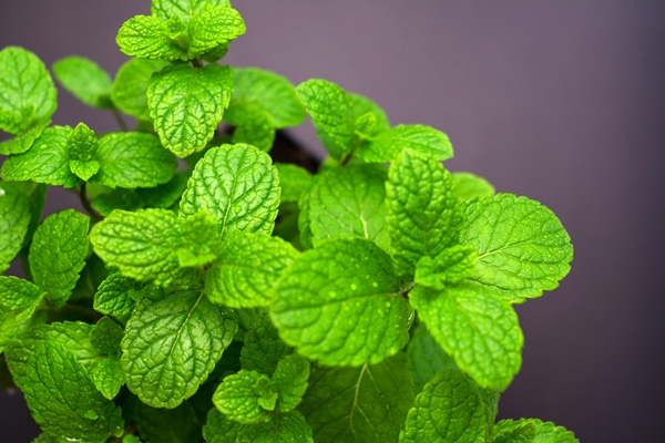 fresh mint leaves on a dark background copy space - Домашняя кулинарная соль