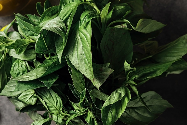 green basil leaves ingredients for making pesto sauce on a gray kitchen table top view spices and herbs - Овощной салат с киноа