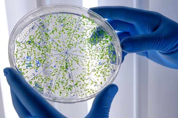 laboratory worker examining a green substance on a petri dish while conducting coronavirus research - Консервирование пищевых продуктов