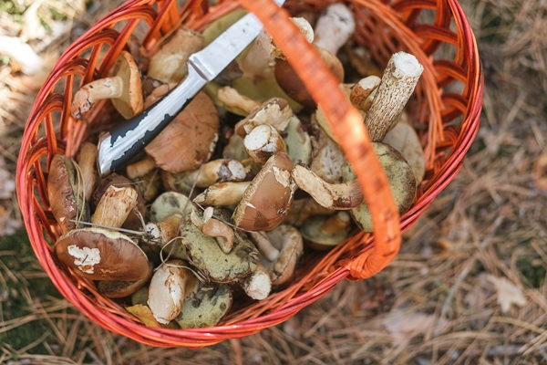 basket with mushrooms and a knife standing in a forest glade - Борщ "Туристический" с грибами и тушёнкой