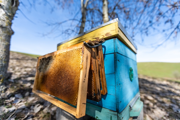 bee beehive hive beekeeper honey nature animal forest field background spring - Трутневый гомогенат