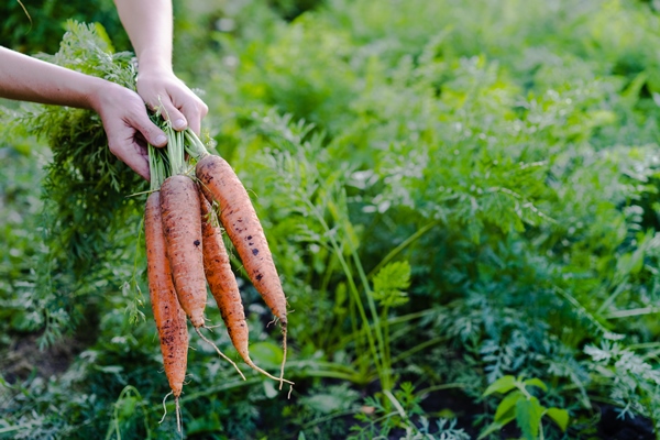 big bunch of carrots in a female hands - Борщ "Туристический" с грибами и тушёнкой