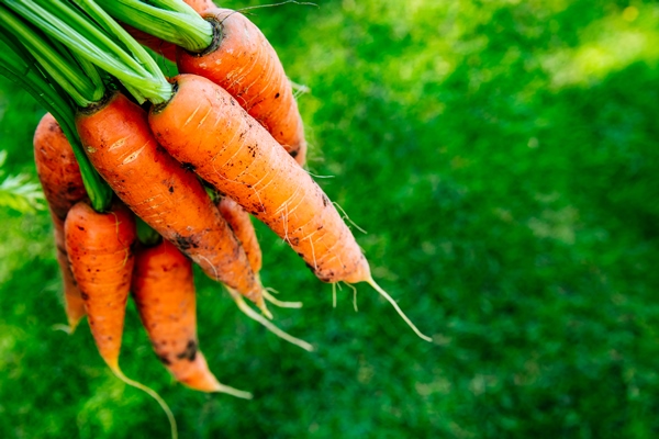 carrots fresh organic harvest of carrots bunch of carrots on a background of green grass with copy space - Морковный чай с чагой