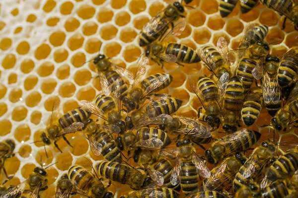 close up view of the working bees on honey cells working bees on honeycomb bees on honeycombs - Трутневый гомогенат