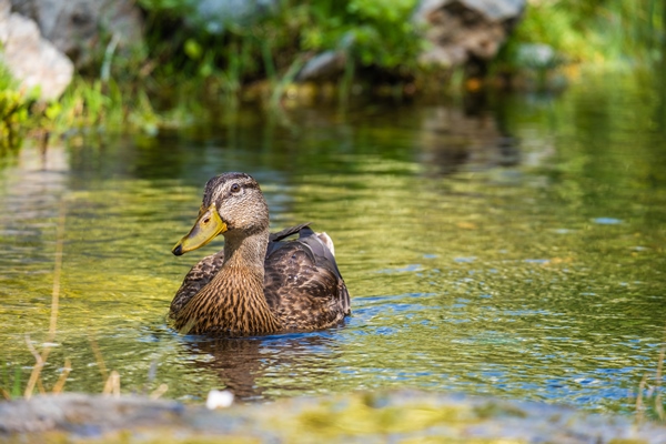 duck on the pond in the park - Рецепты выживания в лесу