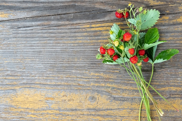 fragaria vesca european strawberry wood strawberry wild strawberry bush with ripe shiny red berries on a green background ripe red berry close up outdoors - Тюря детская молочная