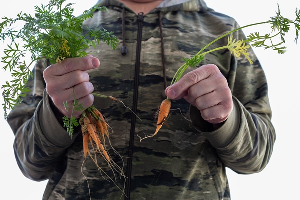 fresh carrots with tops in male hands - Использование в пищу огородной и дикорастущей зелени