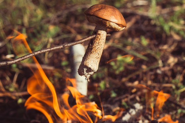 fry mushroom at the stake in a hike in the woods - Рецепты выживания в лесу