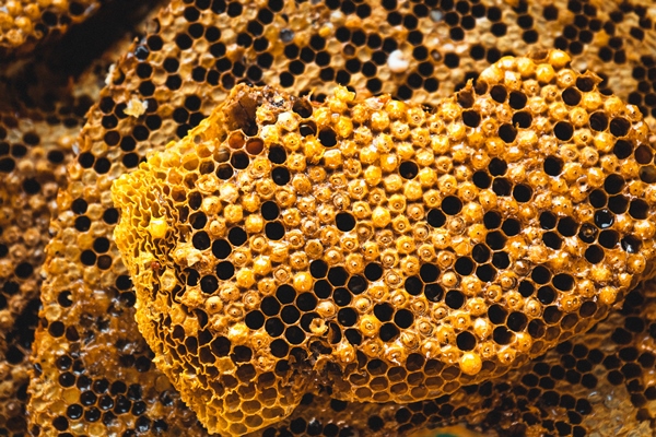 honeycomb bee larva nest and nectar honeycomb - Трутневый гомогенат